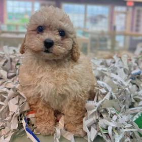 Cavapoo