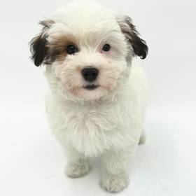 Maltipoo