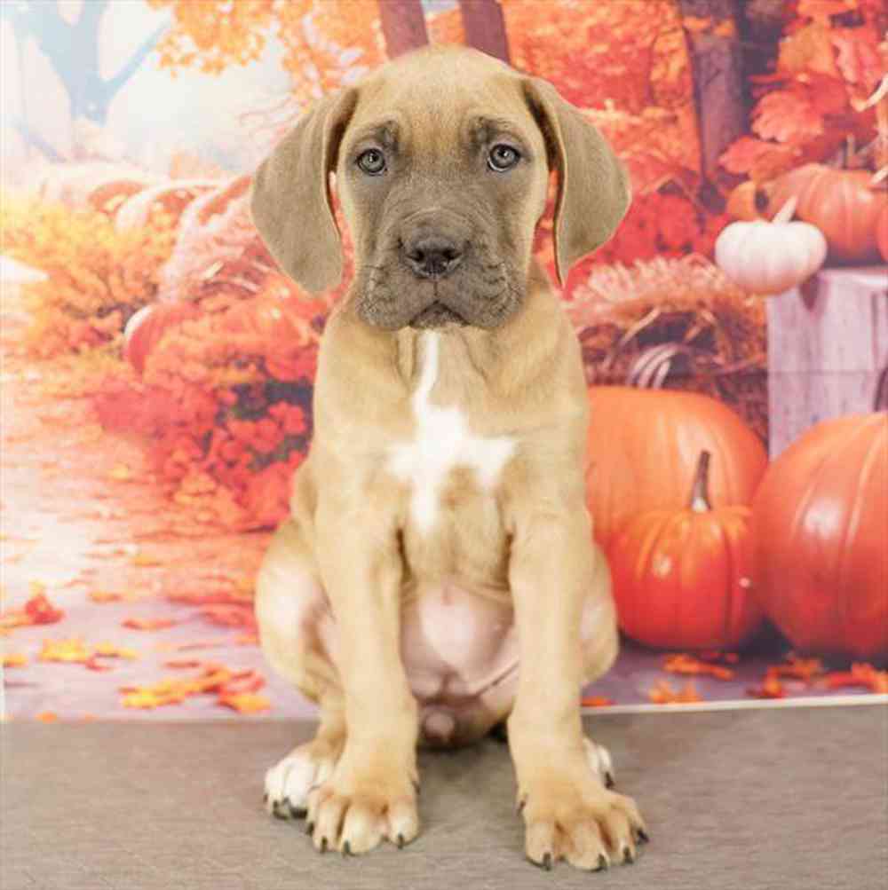 Image of a pet breed in the gallery