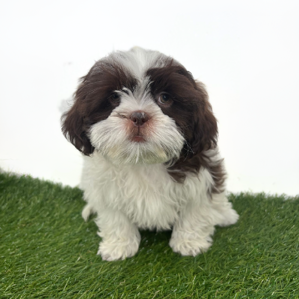 Image of a pet breed in the gallery