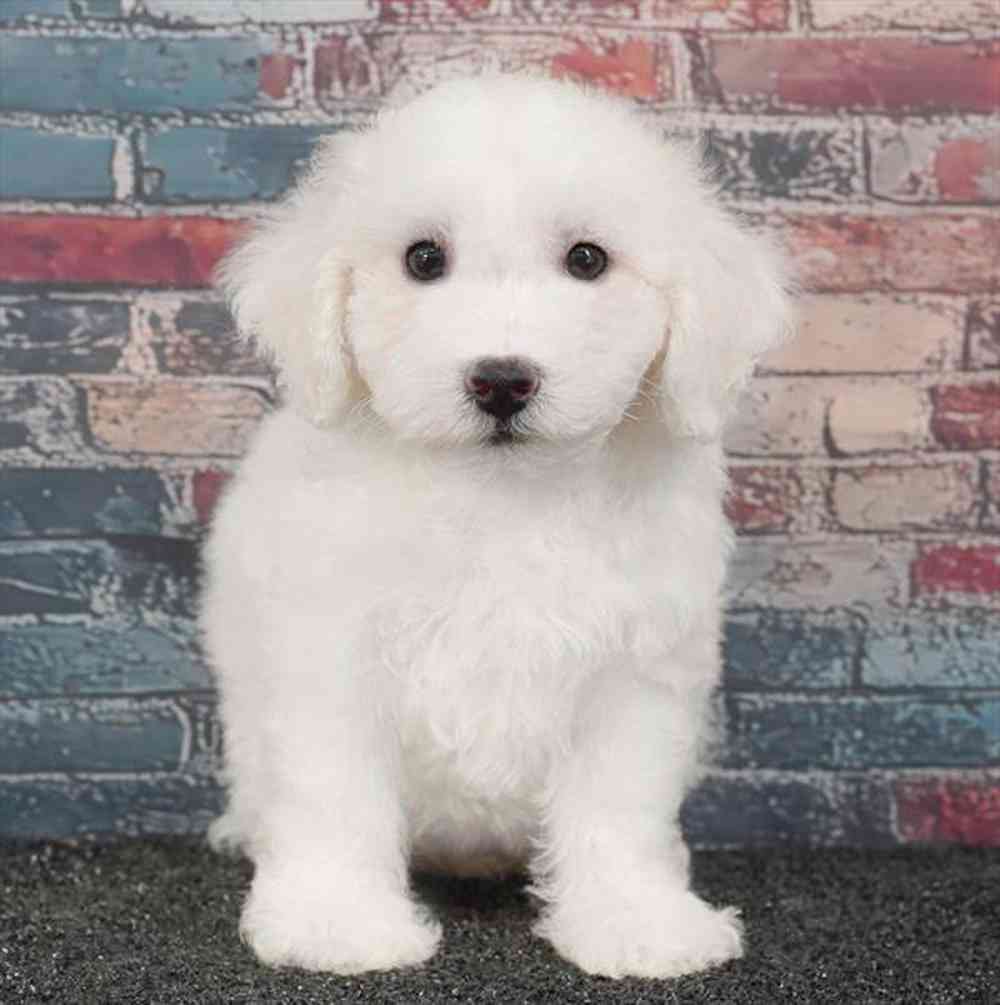 Image of a pet breed in the gallery
