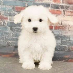 Bichon