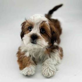 Lhasa Apso