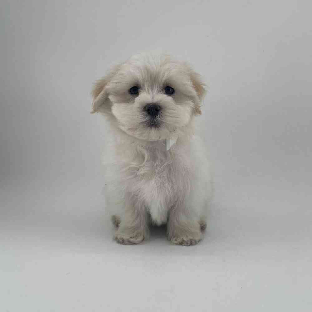 pet breed image