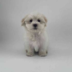 Maltese