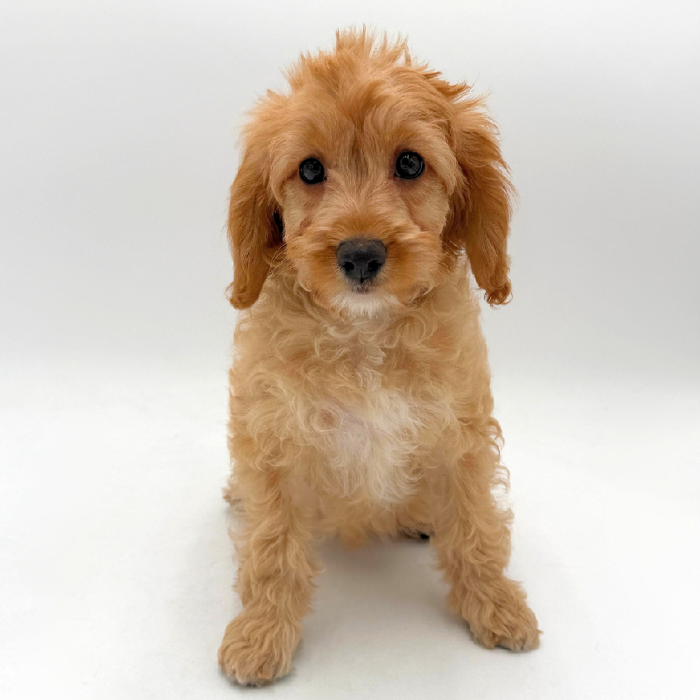 Image of a pet breed in the gallery