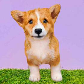 Pembroke Welsh Corgi