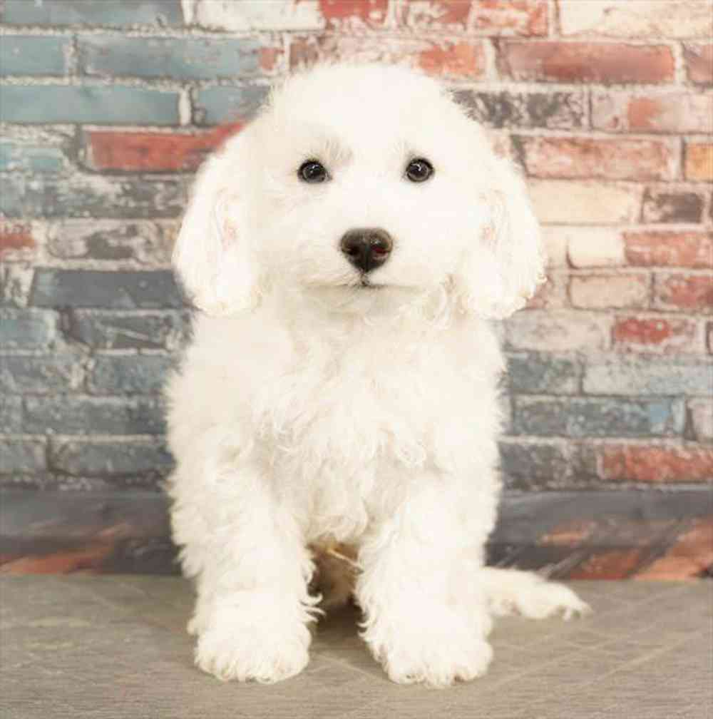 Image of a pet breed in the gallery