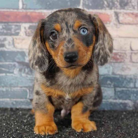 Dachshund