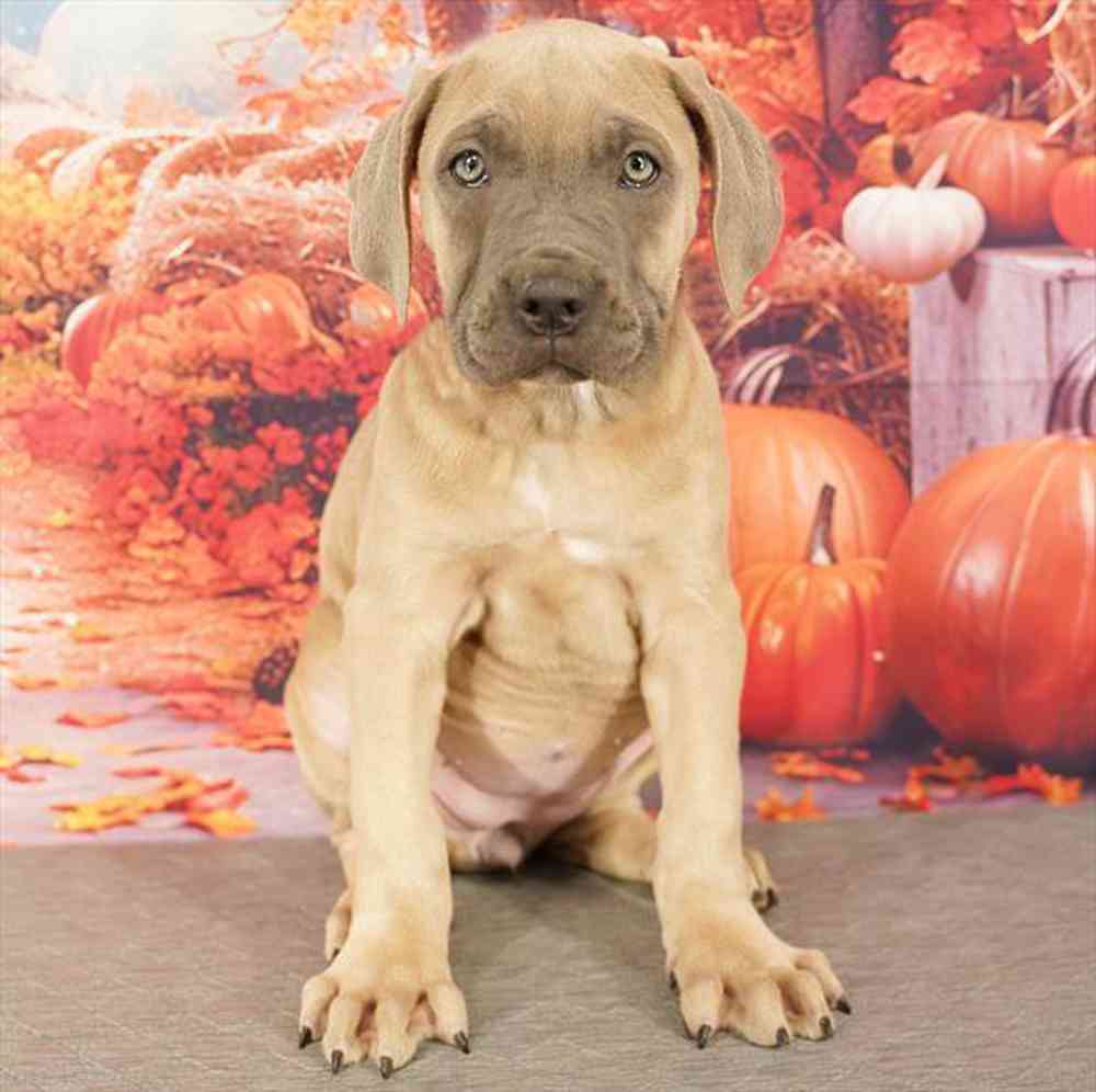 Image of a pet breed in the gallery