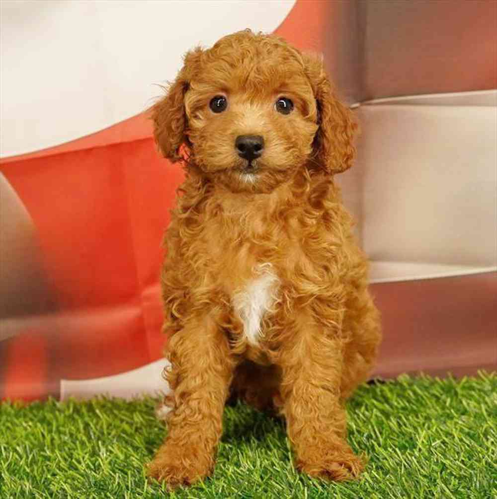 Image of a pet breed in the gallery