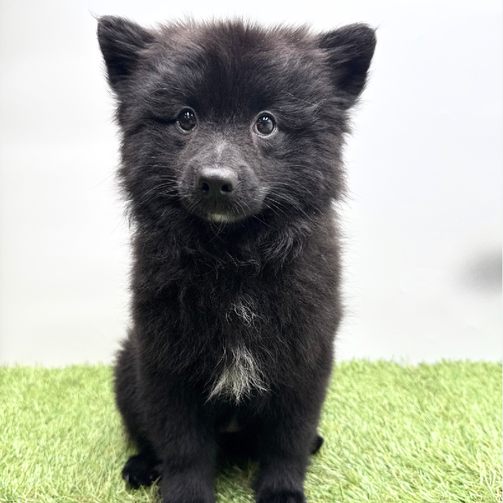pet breed image