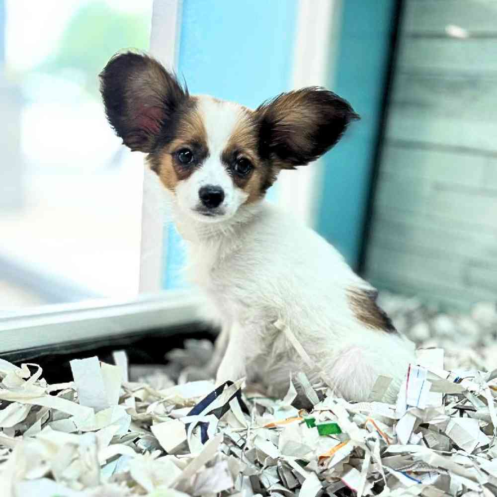 carousel pet images
