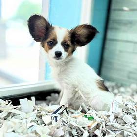 Papillon