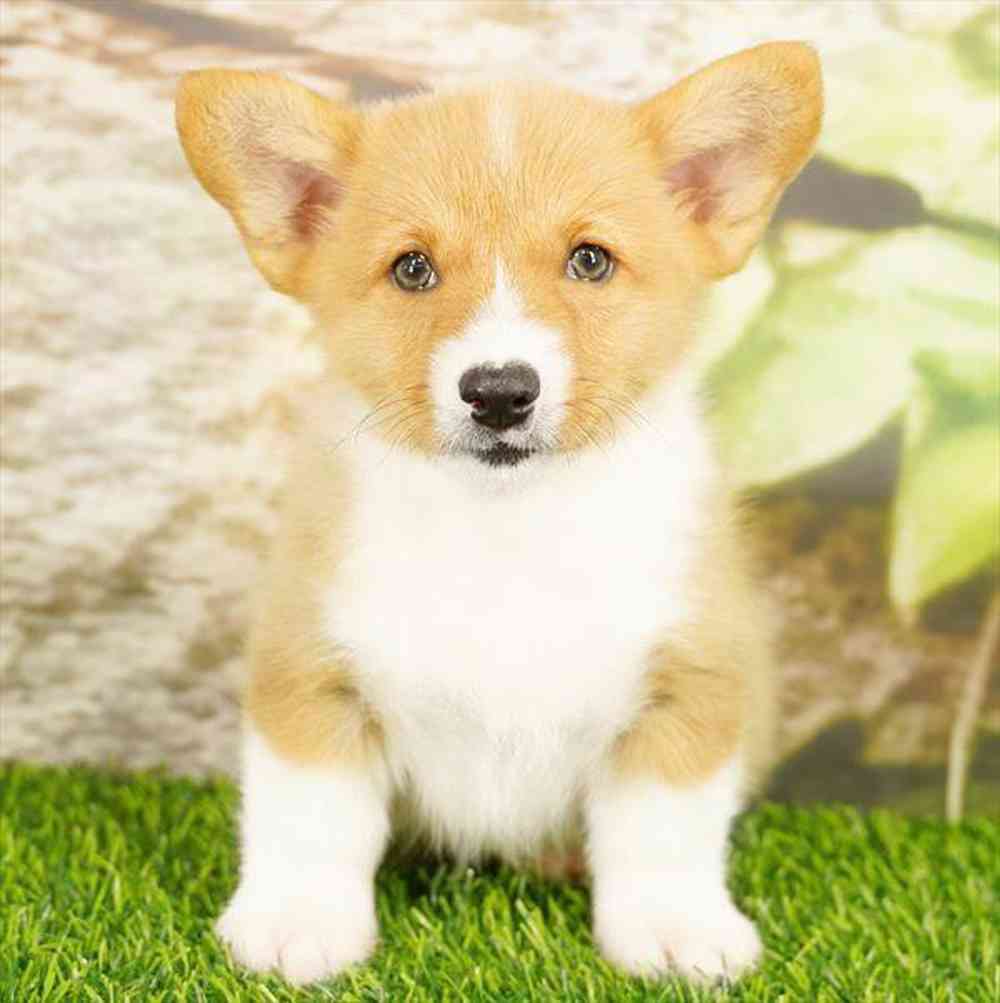 Image of a pet breed in the gallery