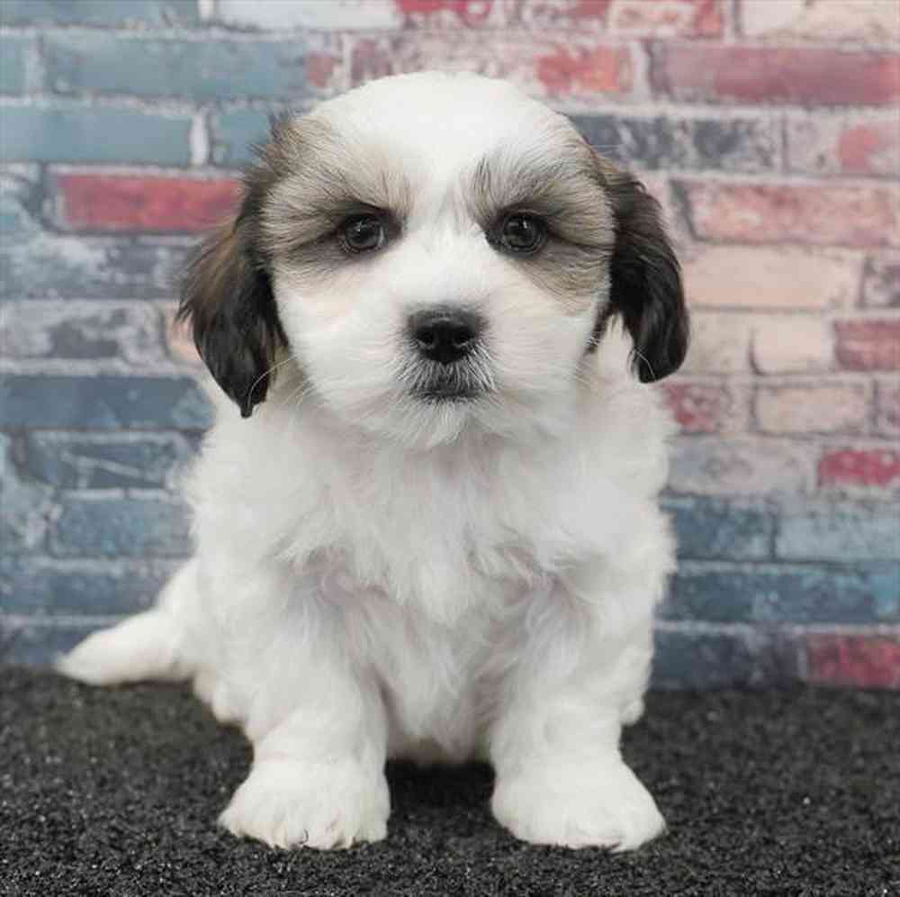 Image of a pet breed in the gallery