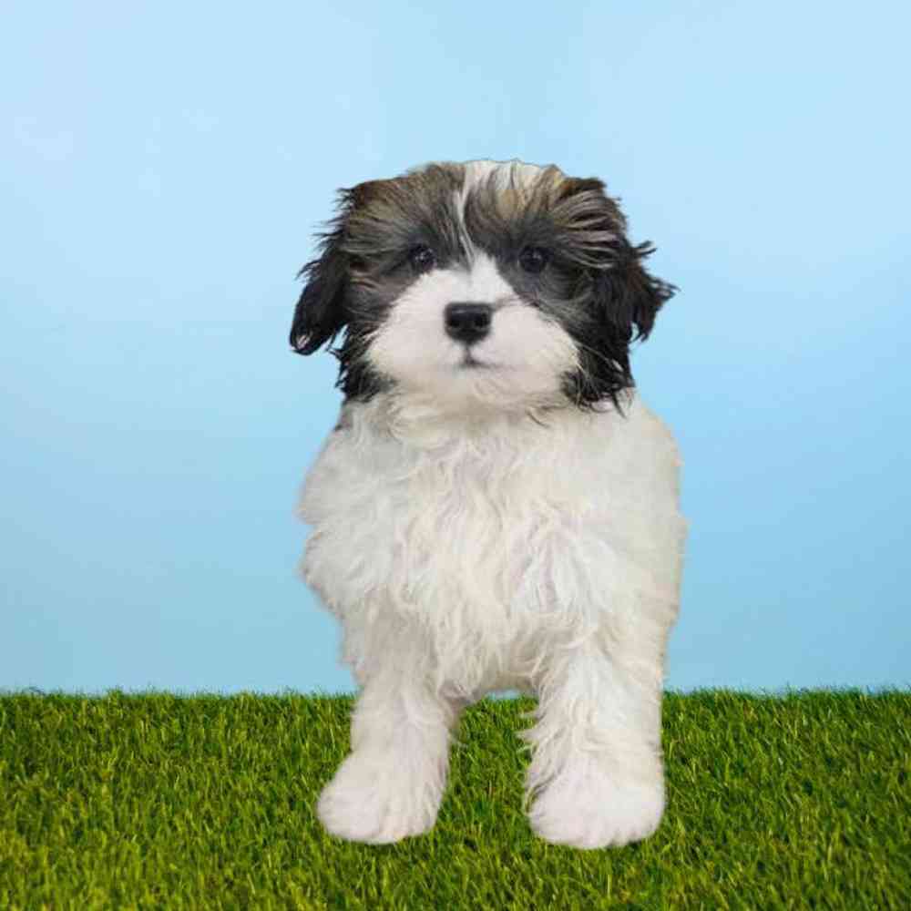 carousel pet images