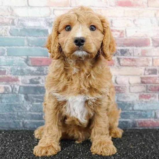 Cavapoo