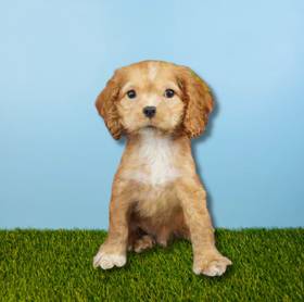 Cocker Spaniel