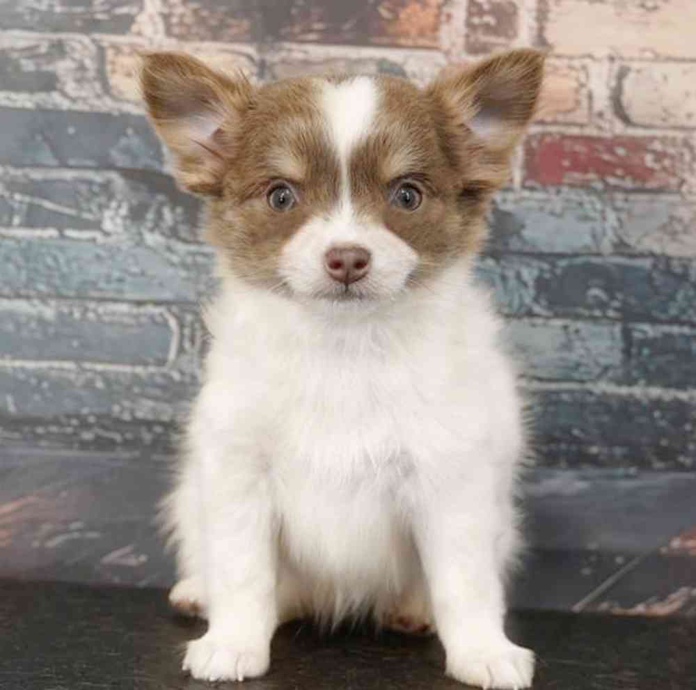 Image of a pet breed in the gallery