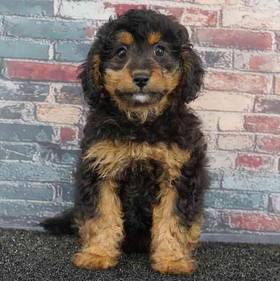 Cavapoo