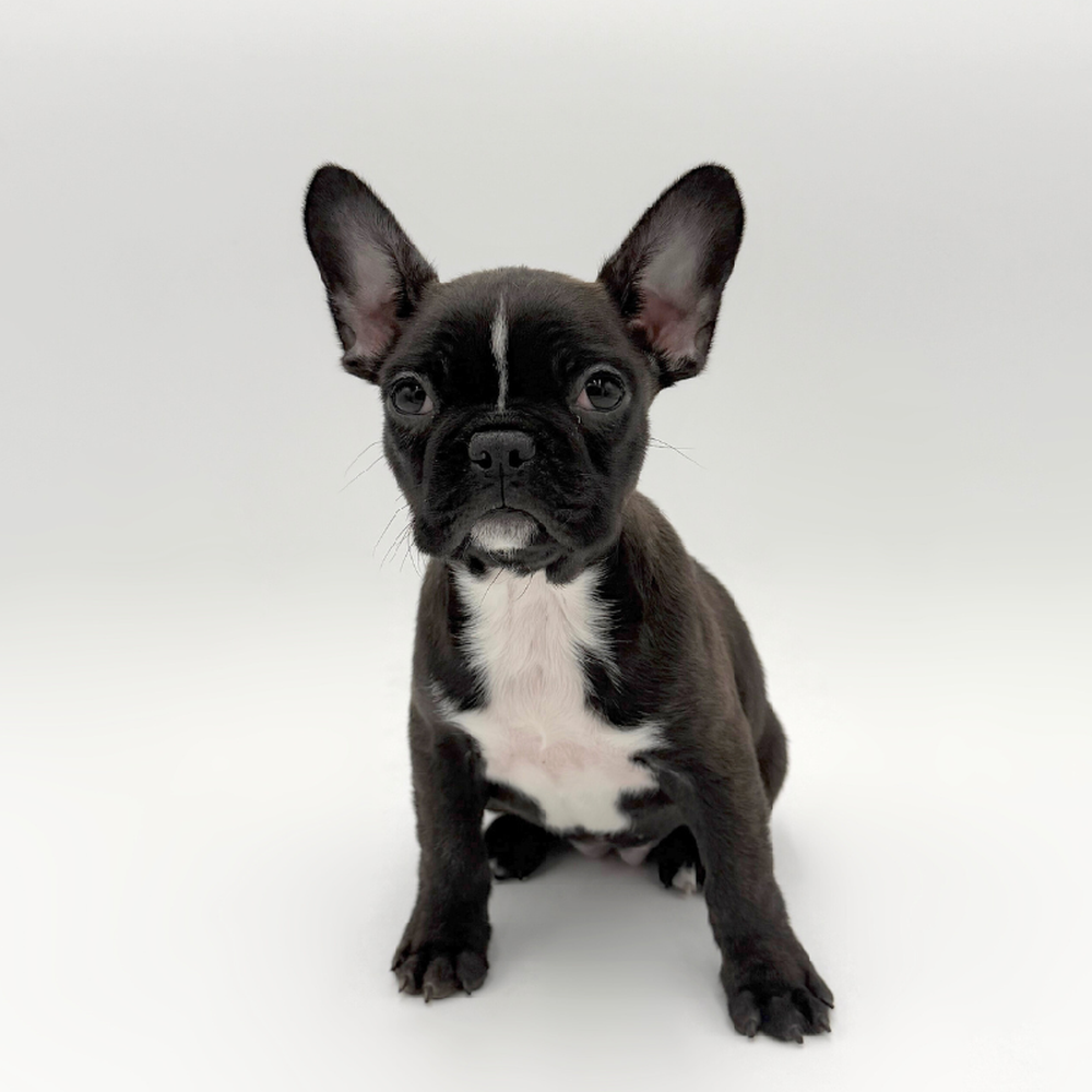 Image of a pet breed in the gallery