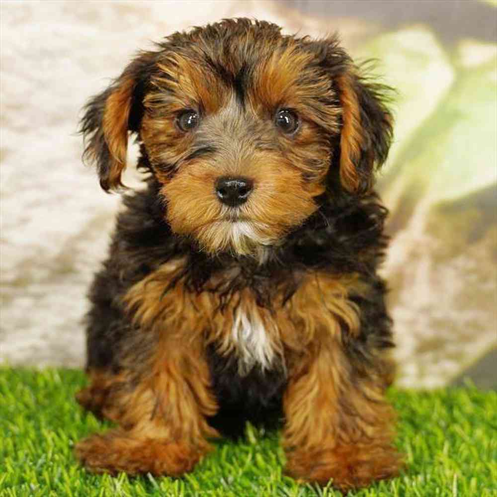 Image of a pet breed in the gallery