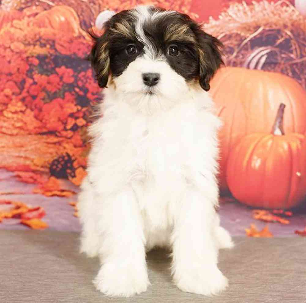 Image of a pet breed in the gallery