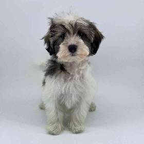 Havanese