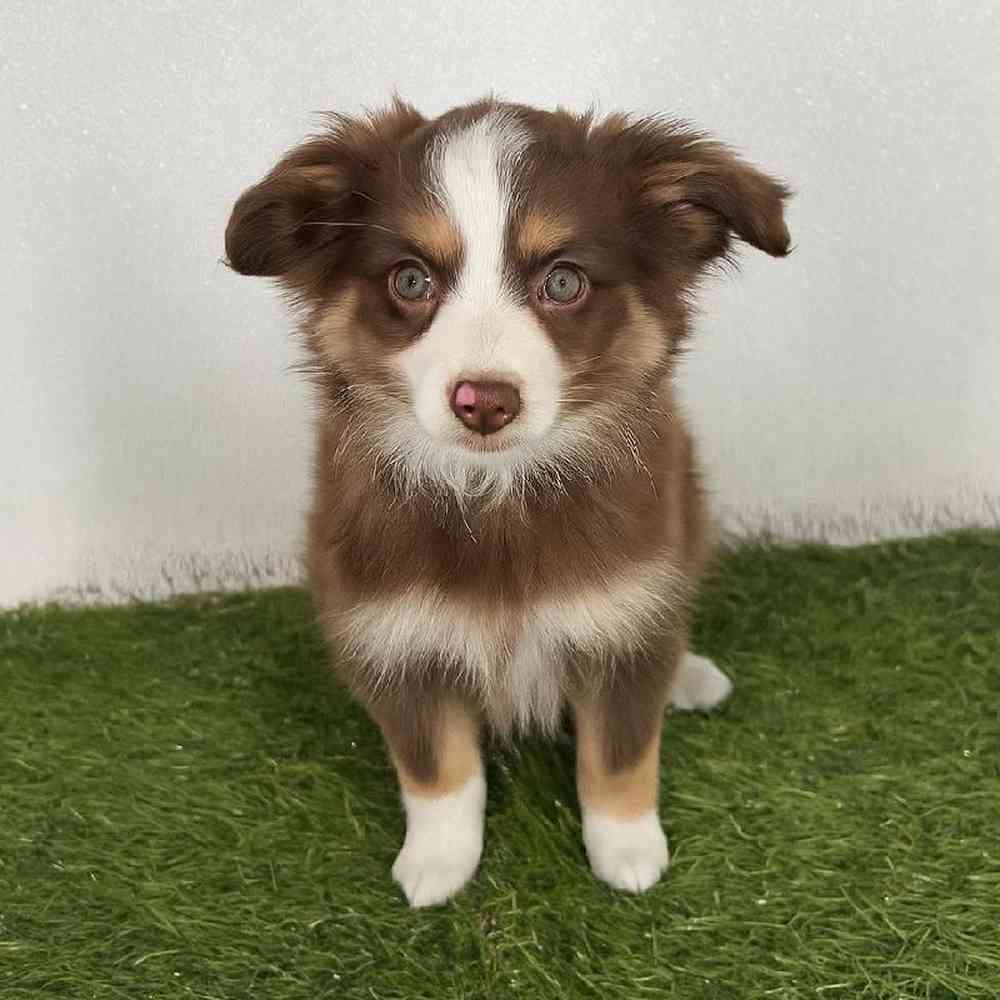 Image of a pet breed in the gallery
