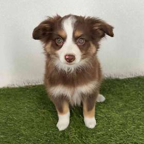 Mini Australian Shepherd