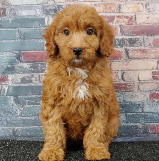 2nd Gen Mini Goldendoodle