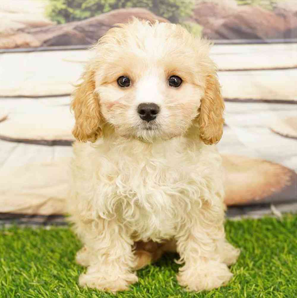 Image of a pet breed in the gallery