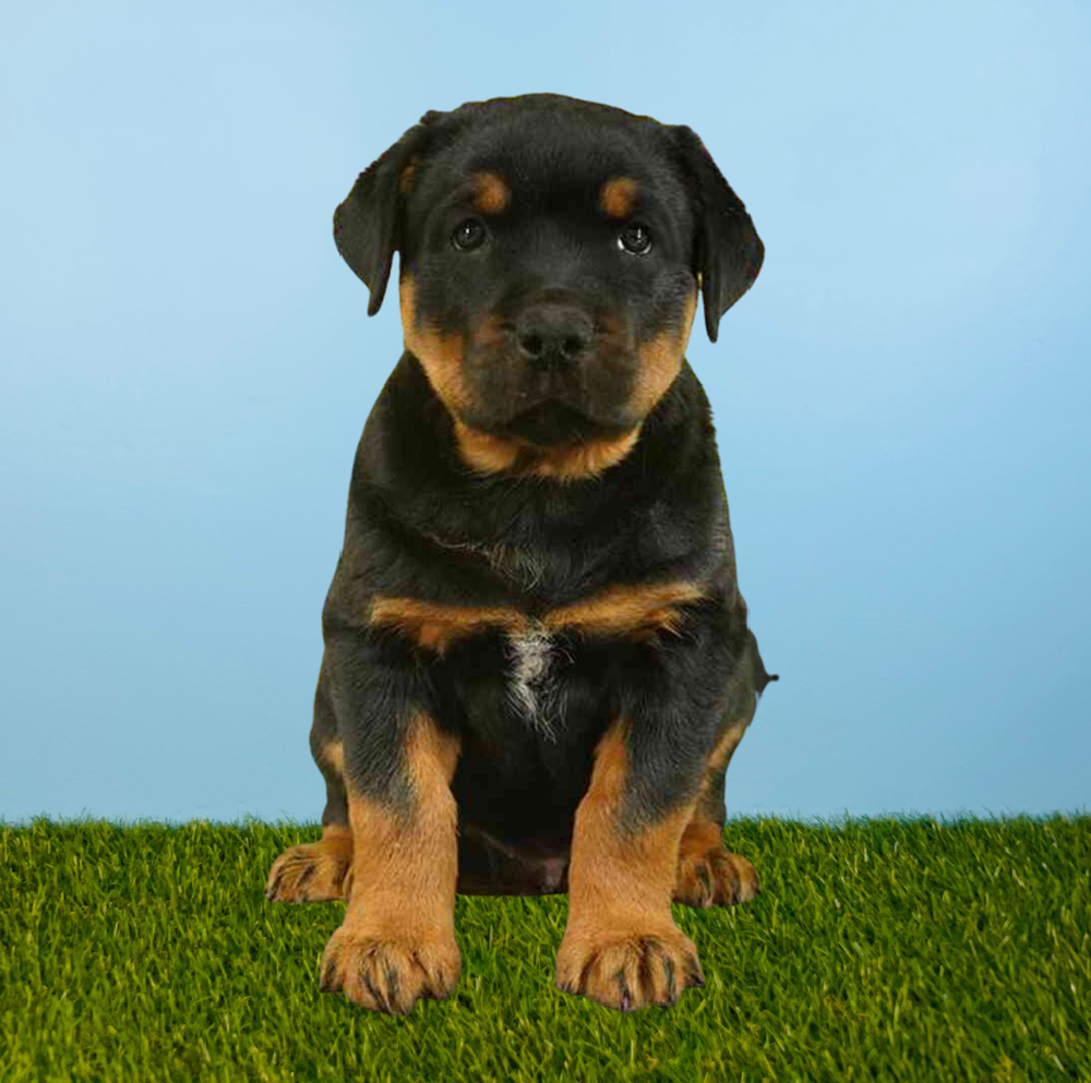 Male Rottweiler Puppy for Sale in Tolleson, AZ