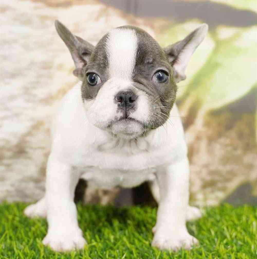 pet breed image