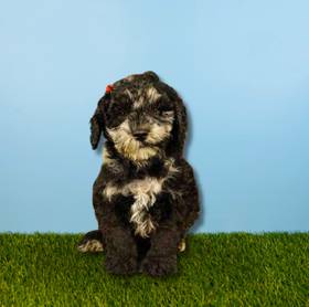 2nd Gen Mini Goldendoodle