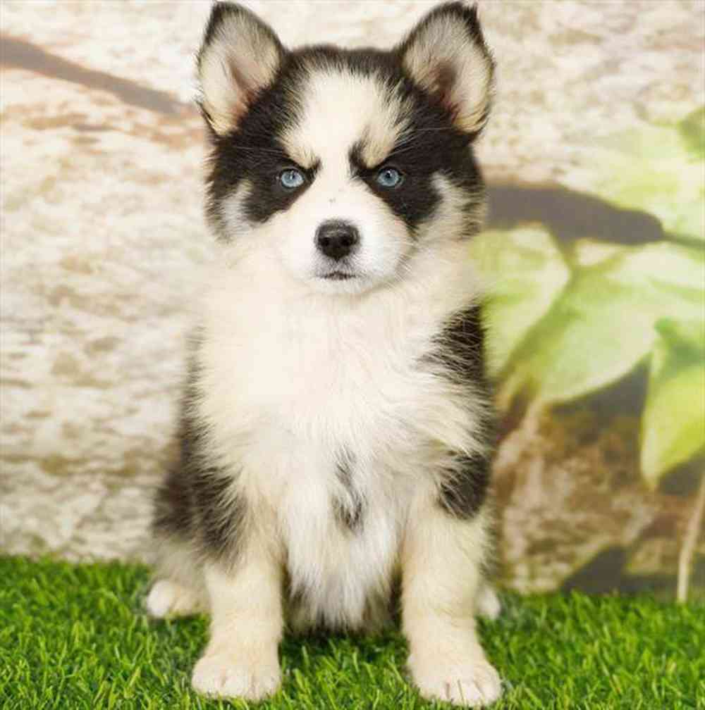 pet breed image