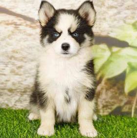 Pomsky