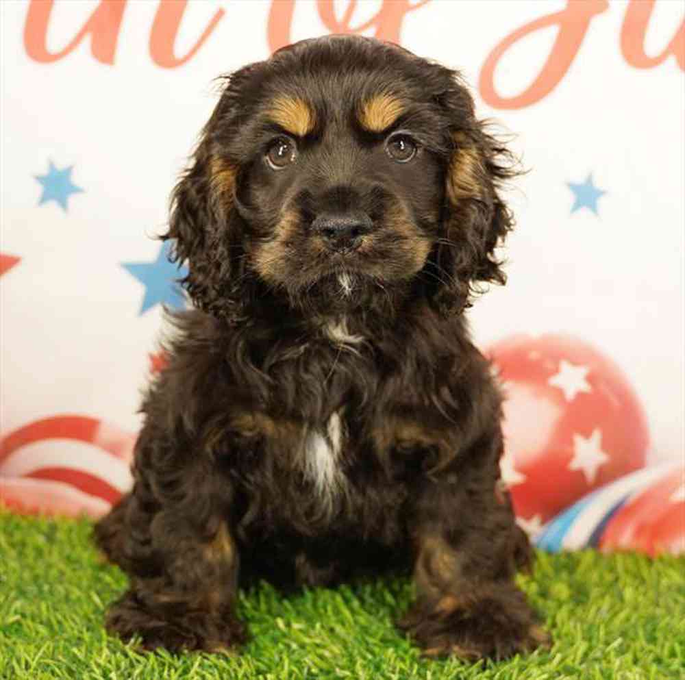 Image of a pet breed in the gallery
