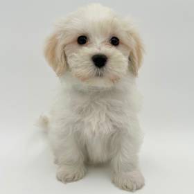 Havanese