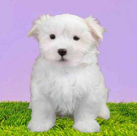 Maltese