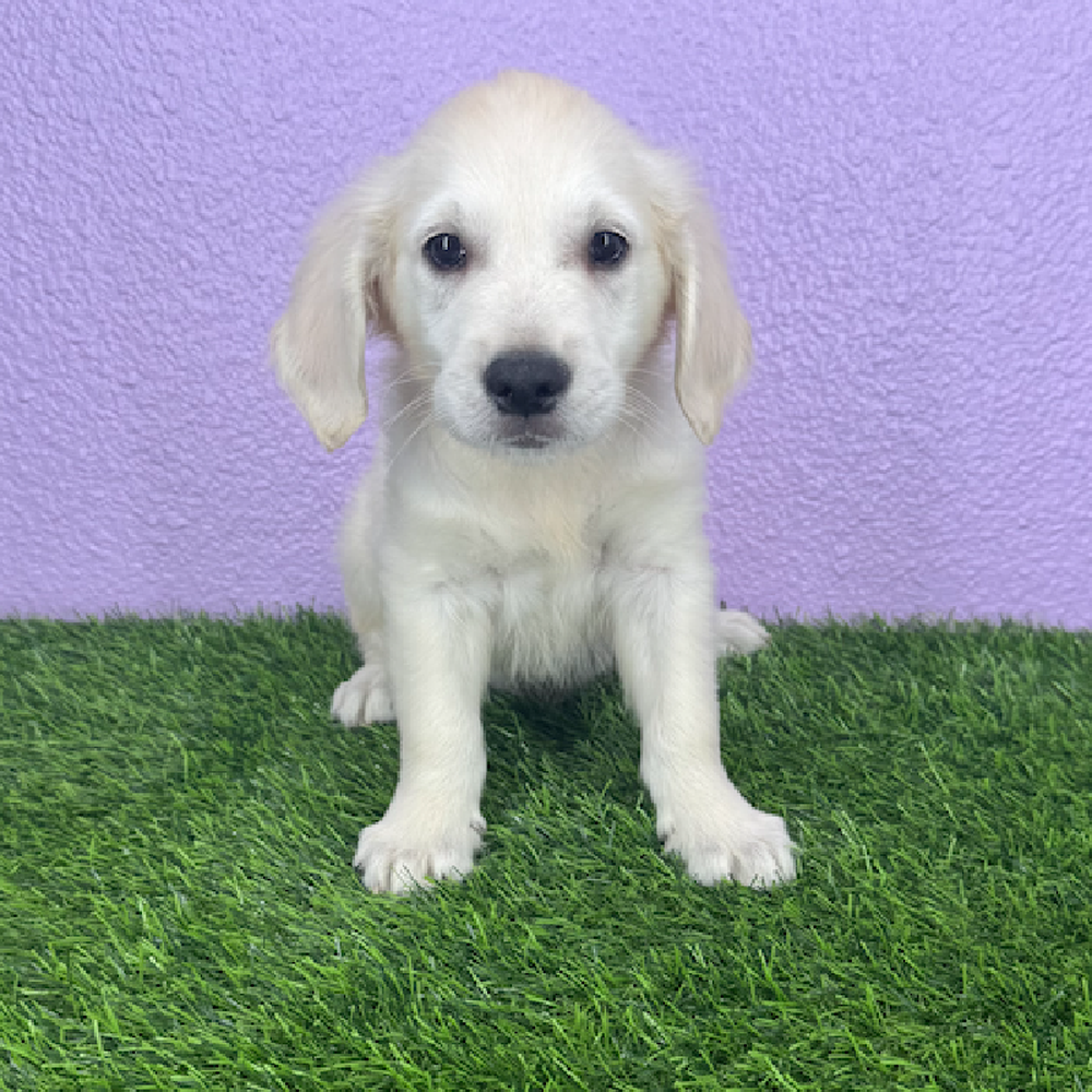 Image of a pet breed in the gallery