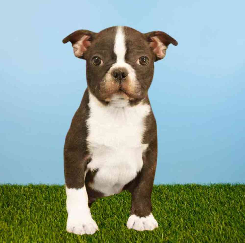 Male Boston Terrier Puppy for Sale in Meridian, ID