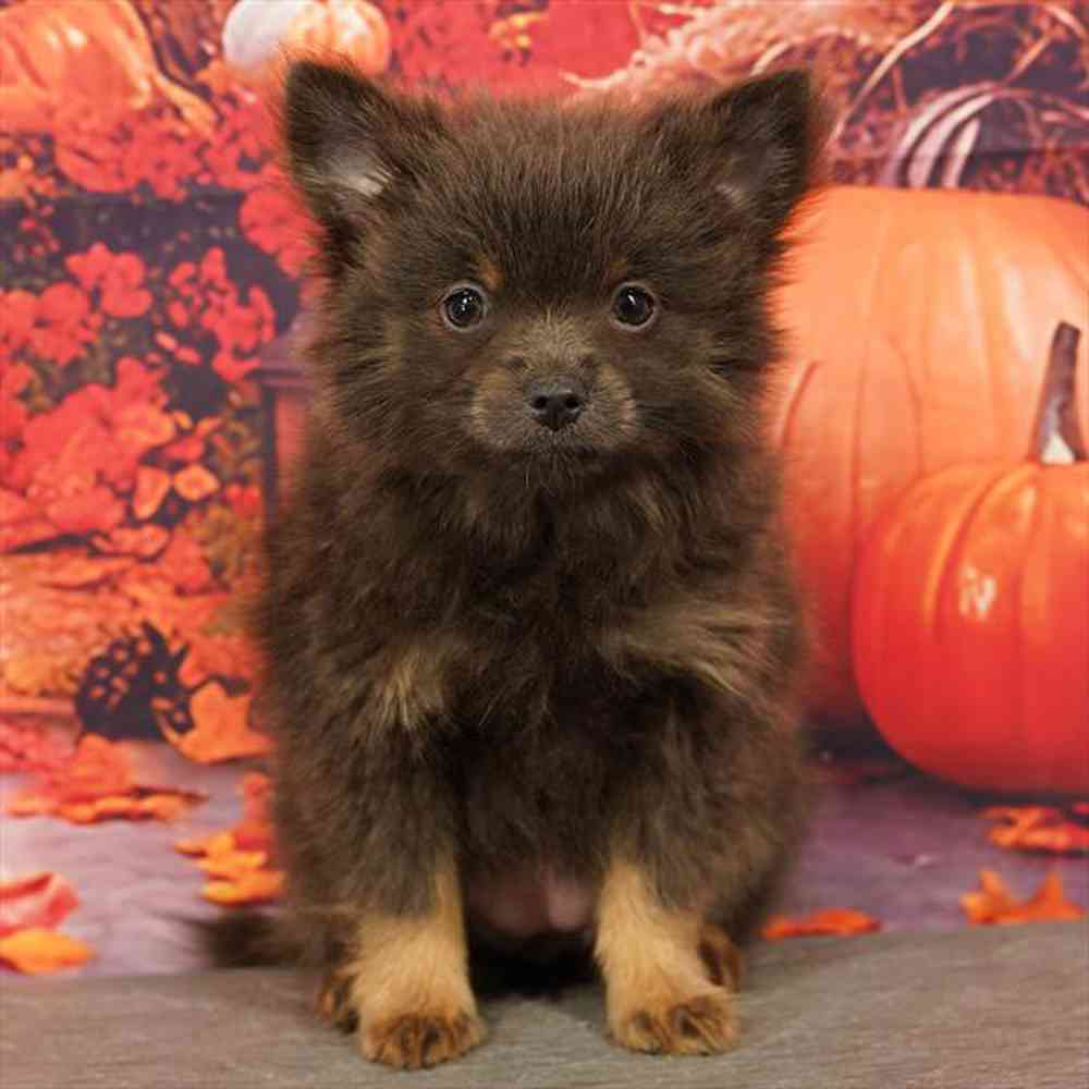 Image of a pet breed in the gallery