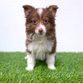 Mini Australian Shepherd