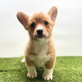 Pembroke Welsh Corgi