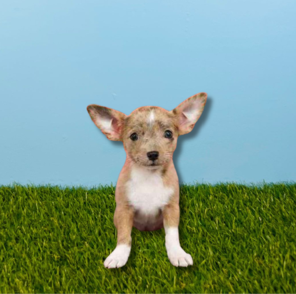 Female Chihuahua Puppy for Sale in Tolleson, AZ