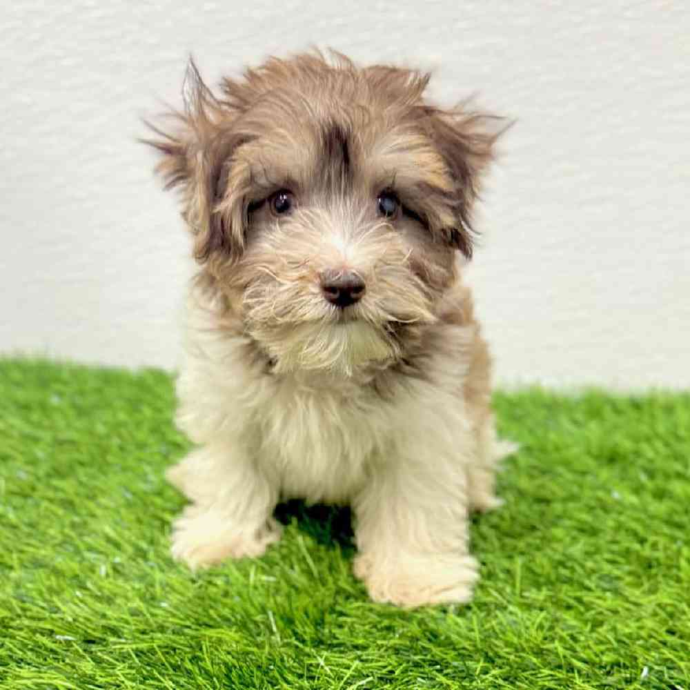 Image of a pet breed in the gallery