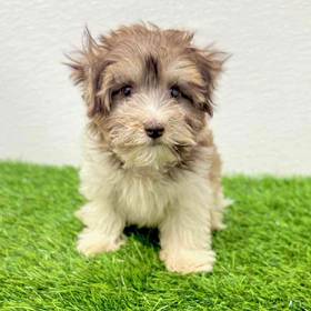 Havanese
