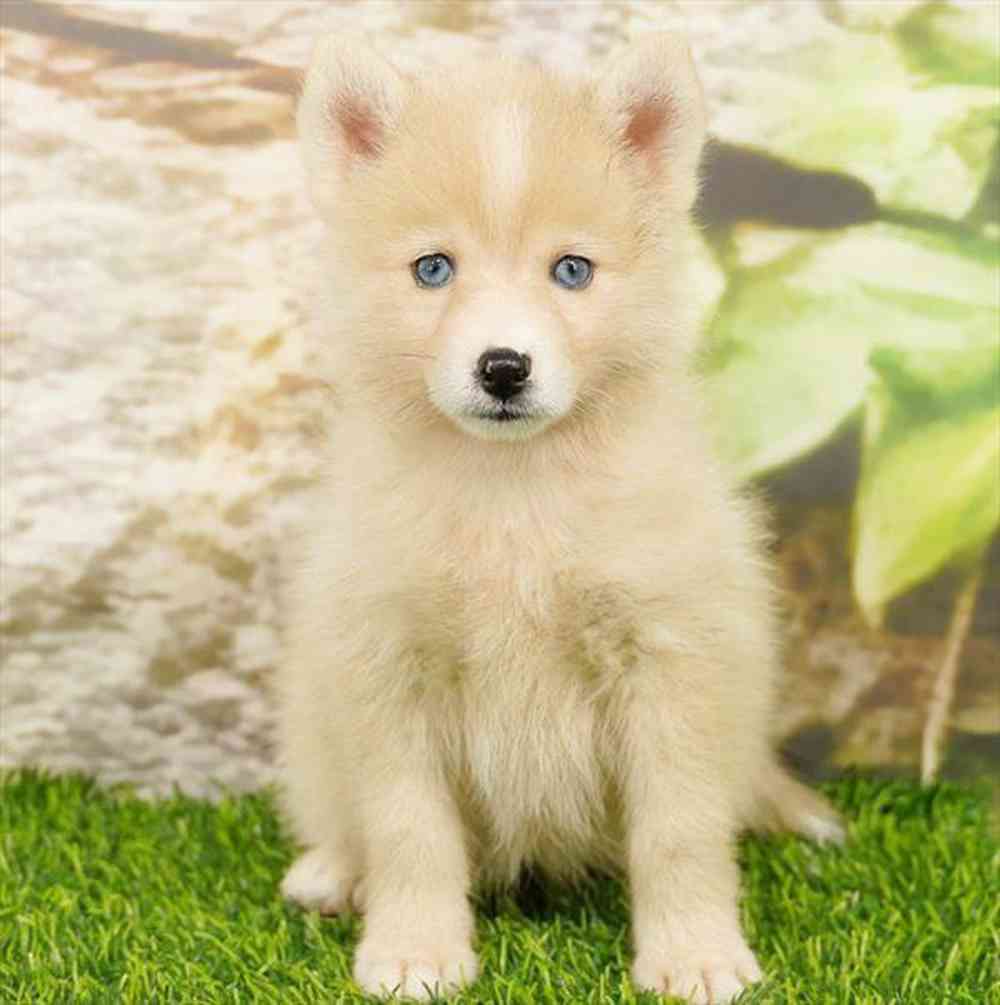 pet breed image